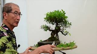 How to care for Ficus Bonsai [upl. by Trevlac962]