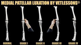 Patellar luxation grades in dogs [upl. by Melan550]