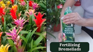 How to Fertilize Guzmania Plant  Fertilizing Bromeliads [upl. by Nolahc]