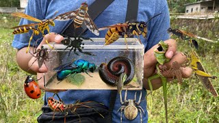 Stung by a wasp‼️catch cuckoo wasp black jump spider millipede assassin bug ladybug chameleon [upl. by Rayburn658]