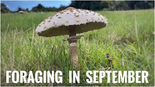 Foraging in September  UK Wildcrafts Foraging Calendar Part 2 of 2 [upl. by Mighell]