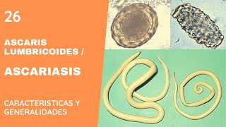 ASCARIS LUMBRICOIDES 26  ASCARIASIS  NEMATODOS [upl. by Natsirc]