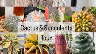 Cactus and Succulents Tour vlogmas [upl. by Atiuqrahs]