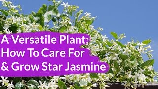 A Very Versatile Plant Star Jasmine Care amp Growing Tips  Joy Us Garden [upl. by Nellac]