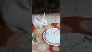 Cute Rabbit Baby Eating Food eating rabbit [upl. by Warford]