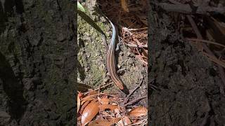 5 lined Skink rogue environmentalist nature protect shorts [upl. by Ahsinaj741]