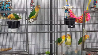 Caique Parrot Noises  Listen to Whitebellied Caique Babies [upl. by Notsag]