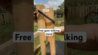 DIY goat milking stand build a stanchion for free frugal living [upl. by Aiciled194]