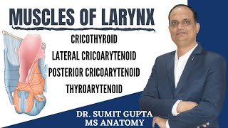 MUSCLES OF LARYNX ANATOMY [upl. by Gundry]