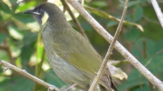 The sound of Lewins Honeyeater [upl. by Fulvia]