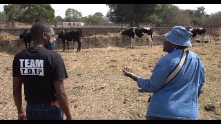 Zambian dairy farmer spotlight Effatah Jele [upl. by Dirrej123]