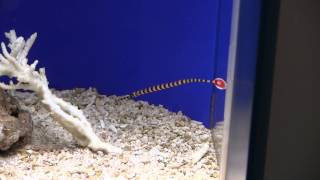 オイランヨウジ Banded pipefish／Ringed pipefish [upl. by Aiht67]