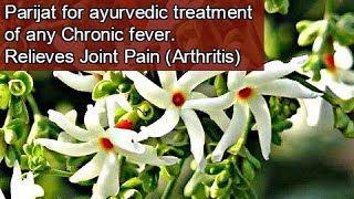 Medicinal Benefits of Parijat हरसिंगार  Miracle treatment for Arthritis Chronic Fever Eng Subs [upl. by Nnaitak]