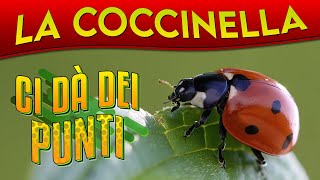 La Coccinella ci dà dei punti ► Puntata 25 [upl. by Alarice]