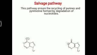 Purine Pyrimidine  salvage pathway [upl. by Orren836]