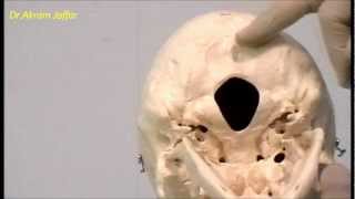 Osteology of the skull 3 Posterior View [upl. by Sulohcin]