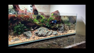 PLANTED SHALLOW  Low Tech BETTA Aquascape Tutorial [upl. by Cyndi242]