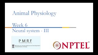 Neural System III PMRFNPTEL Session on Animal Physiologynoc24bt56 Week 6 [upl. by Animas]