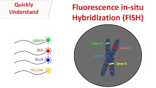 Fluorescence insitu hybridization  FISH [upl. by Mori]