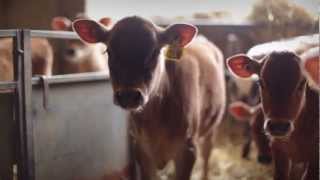 Jersey Cows [upl. by Hubble]