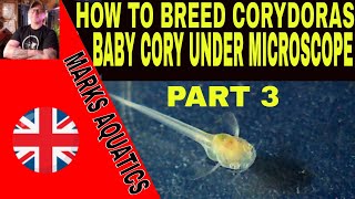 HOW TO BREED CORYDORAS CATFISH PART 3 MICRO WORLD [upl. by Dewey797]