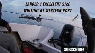 Sunday Fishing at Westernport fishing fishingaustralia whiting boatfishing fishingtrips [upl. by Claire959]