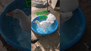 GOOSE BATH [upl. by Nirrad911]