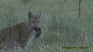 Lodjur Lynx lynx Västmanland 2011 [upl. by Nore]