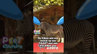 Een Paard met Een Pyjama Aan youtubecreatorcommunity [upl. by Laddie]