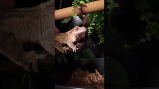 Do geckos make noise  Crested Gecko Chirp crestedgecko gecko animal [upl. by Evanthe]