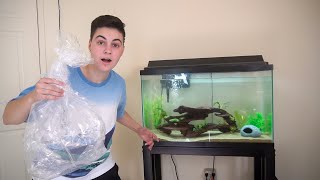 NEW AXOLOTL ONLY TANK AQUARIUM SETUP  CARE GUIDE [upl. by Diego]