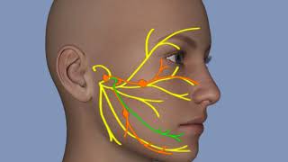 Understanding Facial Palsy [upl. by Culbert62]