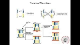 Replication Errors and their Repair MutS [upl. by Ayenat875]