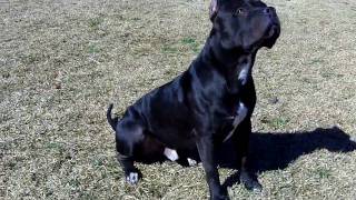 best looking blue pit black catching breeding stud CASTOR pitbull [upl. by Thgiled]