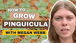 Pinguicula Plant Care amp Propagation With Megan Webb [upl. by Andros]