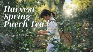 Quit My Lab Job And Harvest Spring Puerh Tea in Jingmai Mountains National Geographic Destinations [upl. by Sedaiuqlem982]