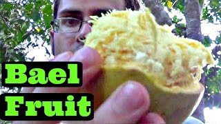 Bael Fruit Review  Aegle marmelos  Weird Fruit Explorer Ep 158 [upl. by Hammerskjold133]