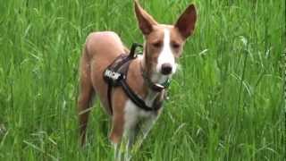 Podenco Ibicenco Sommerspiele [upl. by Havot]