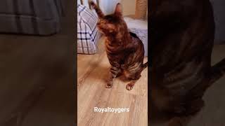 cat toyger кот тойгер котики юмор прикол животные toygercat [upl. by Tesler]