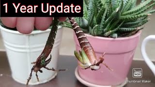 Zebra Haworthia How to grow by LEAF with One year update [upl. by Ahsikram]