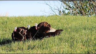 The Kentucky Duo  Spring Turkey Hunting [upl. by Streeter756]