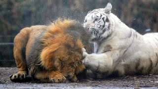 Real Fights Between Lion and Tiger Clash of the Titans [upl. by Aleemaj]