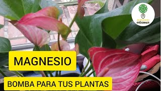 MAGNESIO MINERAL NECESARIO PARA LAS PLANTAS PROPIEDADES Y USOSINCREÍBLE [upl. by Tena540]