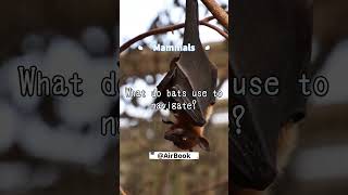 What do bats use to navigate mammals facts quiz [upl. by Einalem]