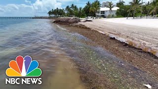 Sargassum seaweed taking over beaches in Florida Mexico and the Caribbean [upl. by Arodoet]