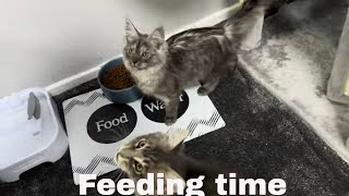 Maine Coon Kitten Devours Mealtime [upl. by Ellerret]