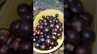 Jabuticaba fruit ni MamaVanzblog [upl. by Wareing]