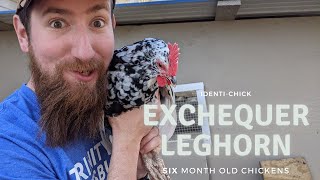 Exchequer Leghorn 6Month Old Chickens [upl. by Adnorhs]