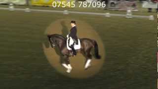 Wolkenderry at Stallion Show Hartpury 5 Jan 13 [upl. by Rentsch]