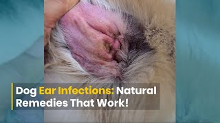 Dog Ear Infections DIY Remedies That Work [upl. by Nerrag950]